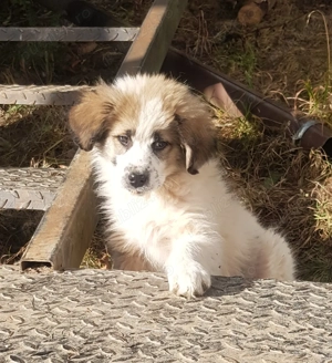 Catel metis ciobanesc spre adoptie - imagine 2