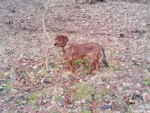 copoi alpin  - imagine 2