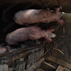 Purcei de vanzare 30-35 kg - imagine 3