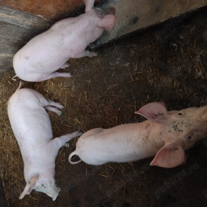 Purcei de vanzare 30-35 kg - imagine 2