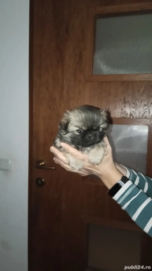 pechinez imperial  - imagine 3