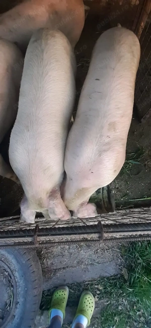 Vand porc intrw 140-160 kg - imagine 2