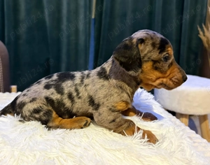 Disponibil Mascul Tekel