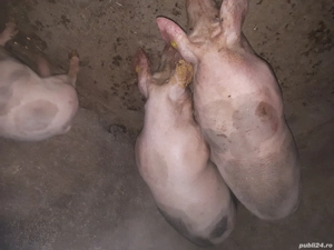 Porci  de vanzare - imagine 3
