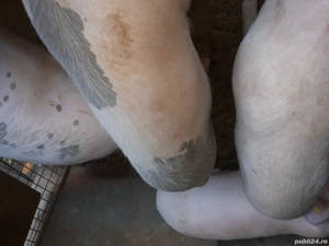 Porci  de vanzare - imagine 4