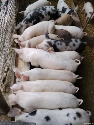 purcei de vanzare.3 luni