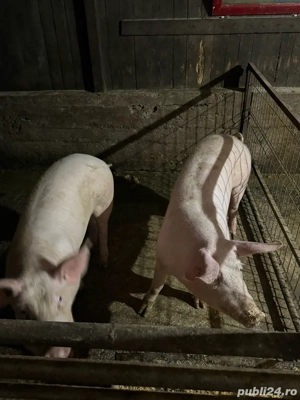 Vand porci de taiat pentru craciun, intre 90 si 150kg - imagine 2