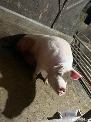 Vand porci de taiat pentru craciun, intre 90 si 150kg - imagine 3