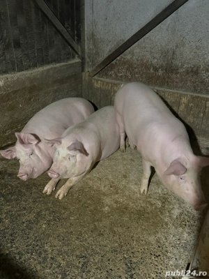 Vand porci de taiat pentru craciun, intre 90 si 150kg - imagine 4