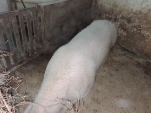 Vând SCROAFĂ în Cajvana jud.Suceava  - imagine 2