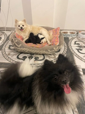 Pomeranian de vânzare 