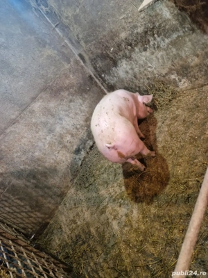 porc gras de vanzare - imagine 2