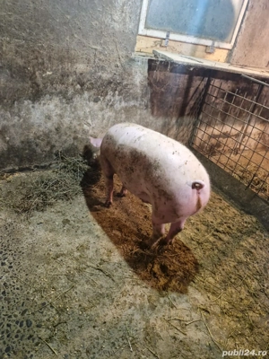 porc gras de vanzare - imagine 3