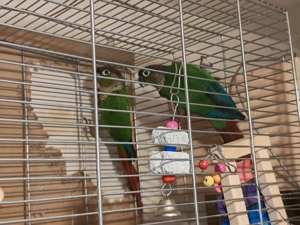 Conure Green Cheek   pasăre de companie, sănătoasă - imagine 4