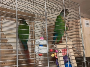 Conure Green Cheek   pasăre de companie, sănătoasă - imagine 3