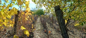 Vand teren întravilan, pentru casa,  în sat Varnita - imagine 6