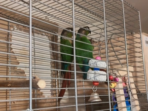 Conure Green Cheek   pasăre de companie, sănătoasă