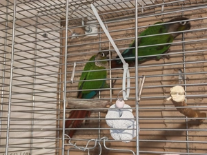 Conure Green Cheek   pasăre de companie, sănătoasă - imagine 2