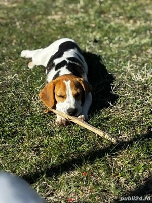 Puiut Beagle  - imagine 3