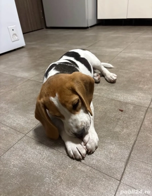 Puiut Beagle 