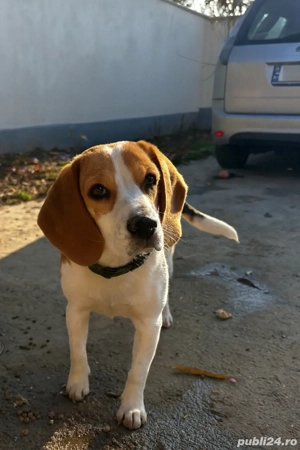 Puiut Beagle  - imagine 2