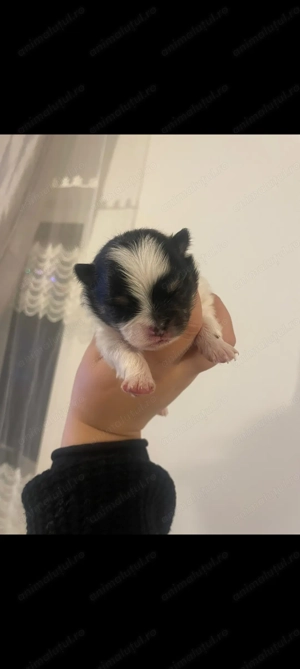 Pomeranian de vânzare  - imagine 3