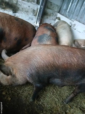 Porci de casa 150-210kg  11 roni kg - imagine 2