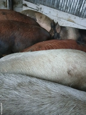 Porci de casa 150-210kg  11 roni kg - imagine 4