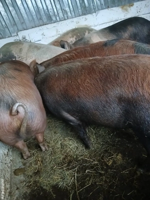 Porci de casa 150-210kg  11 roni kg - imagine 3