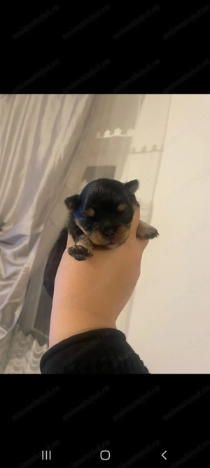 Pomeranian de vânzare  - imagine 2