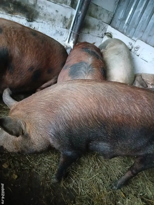 Porci de casa 150-210kg  11 roni kg - imagine 5