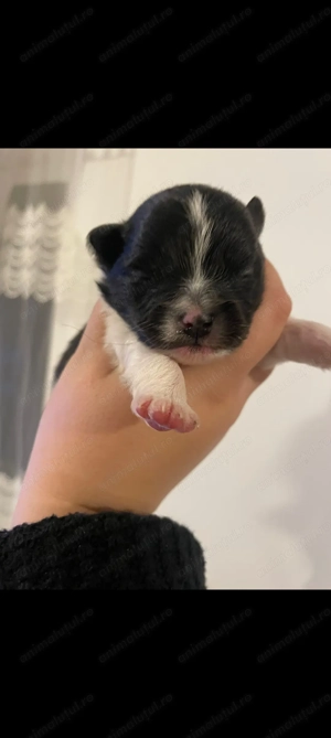 Pomeranian de vânzare  - imagine 4