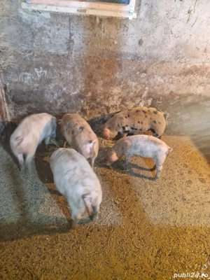 Soldani de vanzare - imagine 3