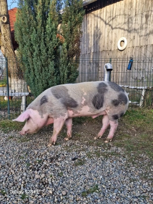 Vănd mascul  - imagine 2