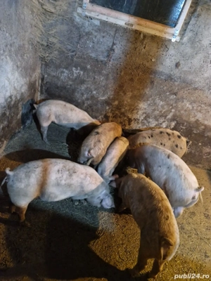 Soldani de vanzare - imagine 2