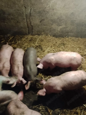 Purcei de vanzare teleorman frasinet - imagine 2