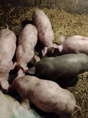 Purcei de vanzare teleorman frasinet