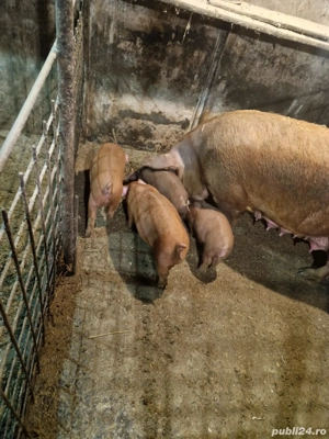 Purcei de 8 Saptamani duroc