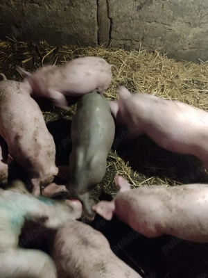 Purcei de vanzare teleorman frasinet - imagine 4