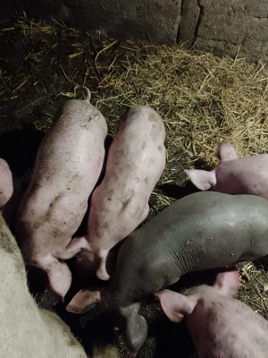 Purcei de vanzare teleorman frasinet - imagine 3