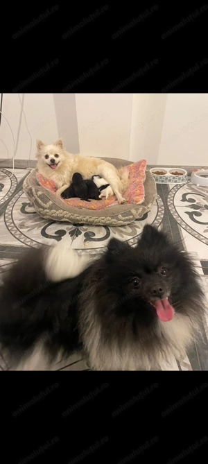 Pomeranian de vânzare  - imagine 6