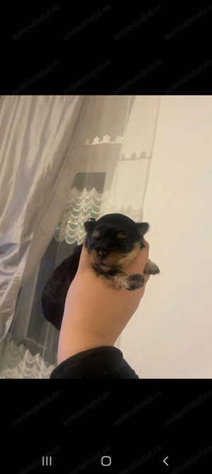 Pomeranian de vânzare  - imagine 8