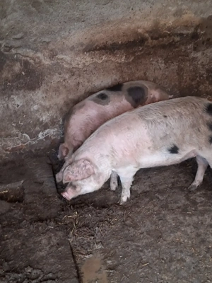 Porci crescuti natural - imagine 2