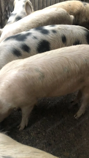 Vând porci de casă crescuți natural, fără concentrate industriale - imagine 2