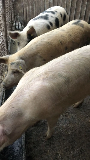 Vând porci de casă crescuți natural, fără concentrate industriale - imagine 4