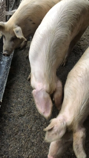 Vând porci de casă crescuți natural, fără concentrate industriale - imagine 3