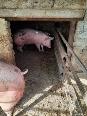 vând porci mari peste 250 kg - imagine 5