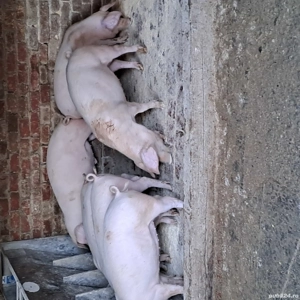 Vand grasuni Landrace - imagine 4