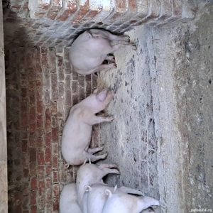 Vand grasuni Landrace - imagine 5