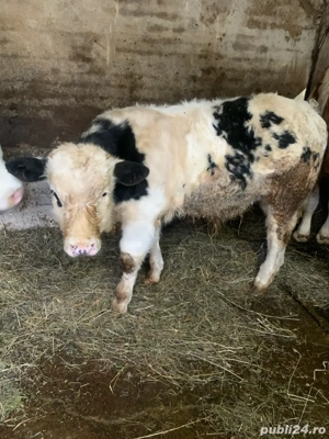 Vitel Belgian  - imagine 2